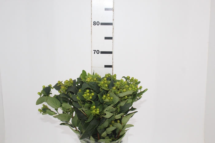 <h4>HYPERICUM MAGICAL GREEN REVIVAL 060 CM VERDE</h4>