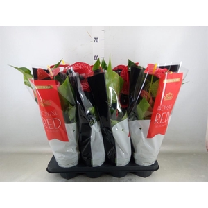 Anthurium andr. 'Michigan'