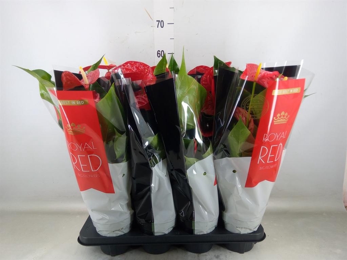 <h4>Anthurium andr. 'Michigan'</h4>