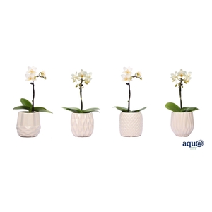 Dolomite Mix Tiny Dolls Wit 1T7+ Aqu@