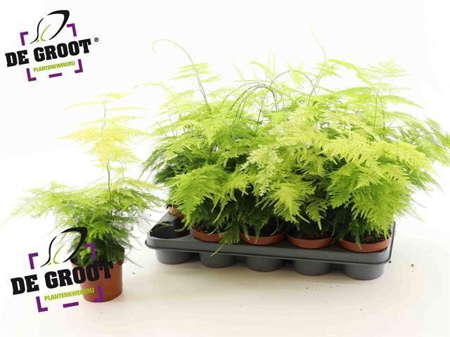 <h4>ASPAR SETACEUS</h4>