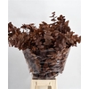 Euc. Stuart Preserved Chocolate