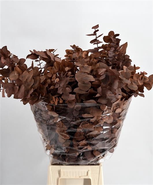 Euc. Stuart Preserved Chocolate