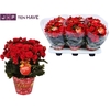 Winterbegonia Grace in Kerstpotcover rood met Grace etiket