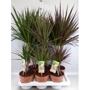 Dracaena   ...mix