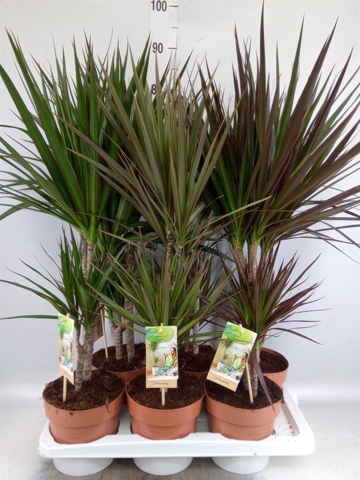 <h4>Dracaena   ...mix</h4>
