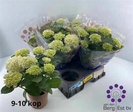 <h4>Hydr M Hi White Sun</h4>