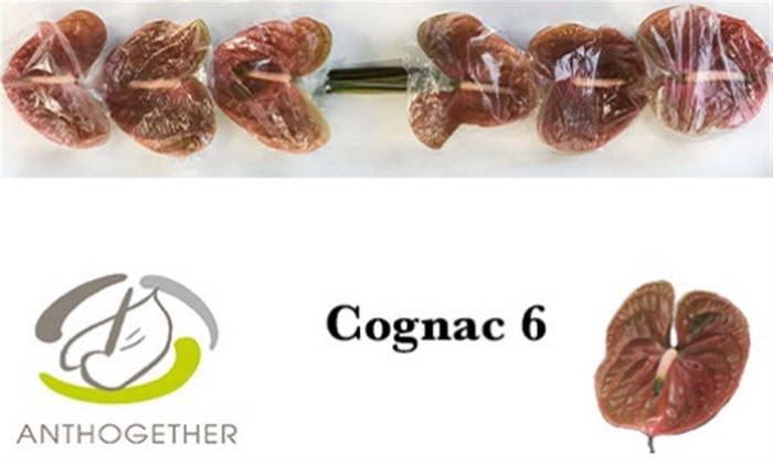 <h4>Anth A Cognac 6 Small Pack</h4>