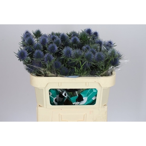 Eryngium Magnet