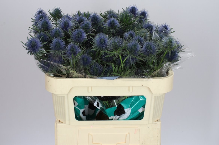 <h4>Eryngium Magnet</h4>