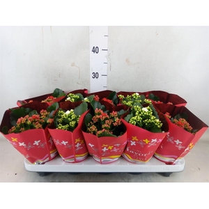 Kalanchoe blos. 'Perfecta'  ..mix 2