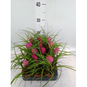 Tillandsia cyanea