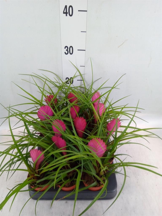 <h4>Tillandsia cyanea</h4>
