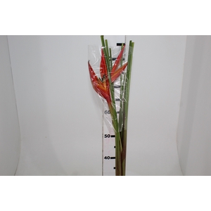 HELIC RED OPAL