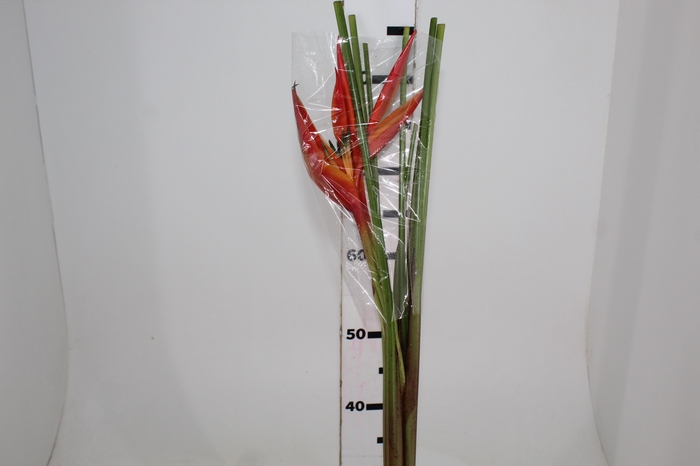 <h4>HELIC RED OPAL</h4>