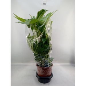 Fatsia japonica   ...