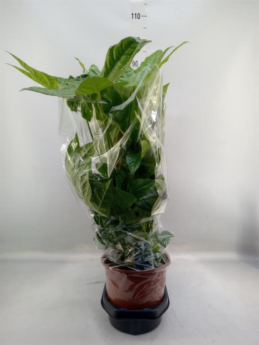 <h4>Fatsia japonica   ...</h4>