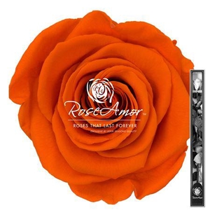60cm Stem Ora02
