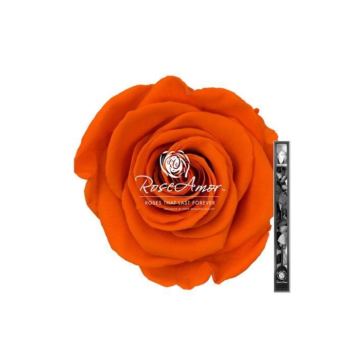 <h4>60cm Stem Ora02</h4>