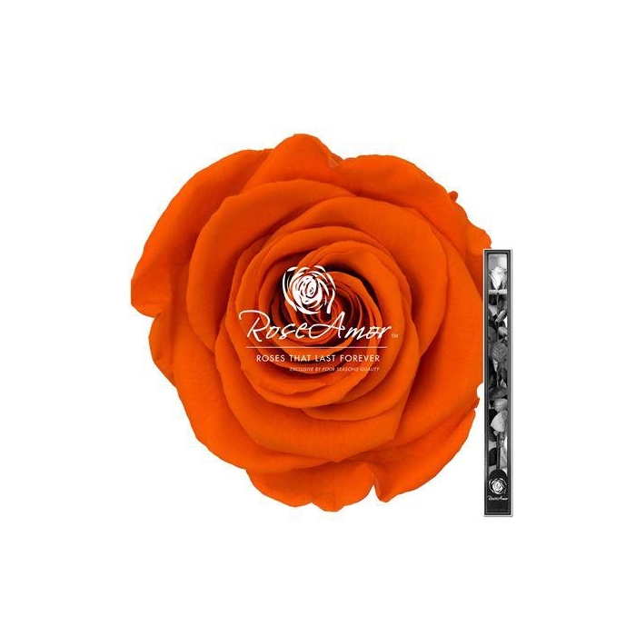 <h4>60cm Stem Ora02</h4>