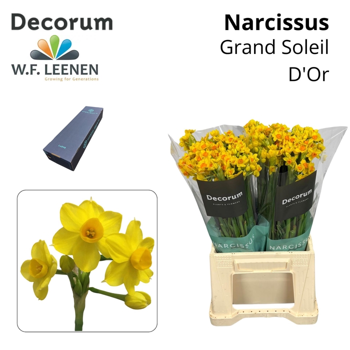 <h4>Narcissus Grand Soleil d'Or Large Box 300</h4>