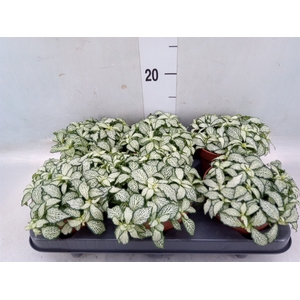 Fittonia  'Mosaic White Forest Fla'