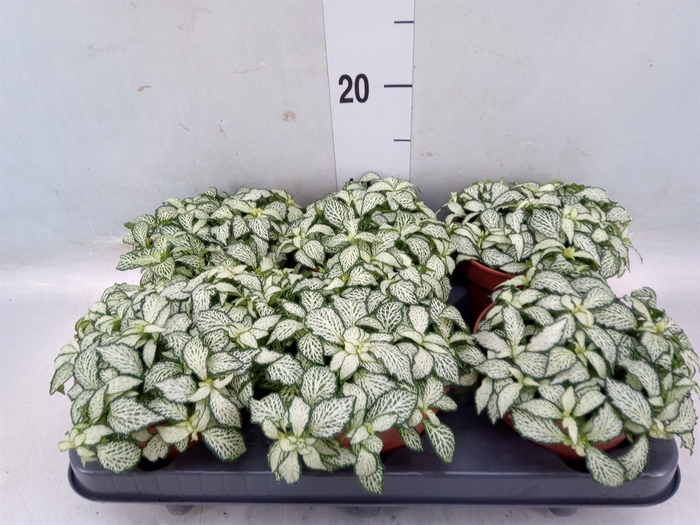 <h4>Fittonia  'Mosaic White Forest Fla'</h4>