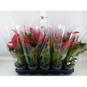 Anthurium  'Banderola Lava'