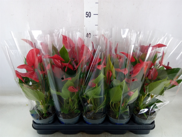 <h4>Anthurium  'Banderola Lava'</h4>