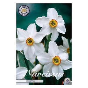 Narcissus Poeticus Recurvers x5 12/+