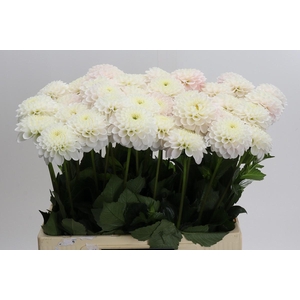Dahlia Light Wizard