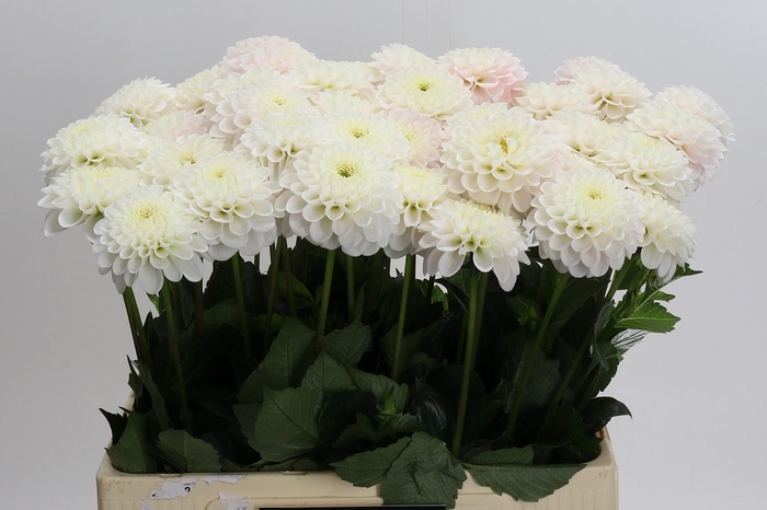 Dahlia Light Wizard