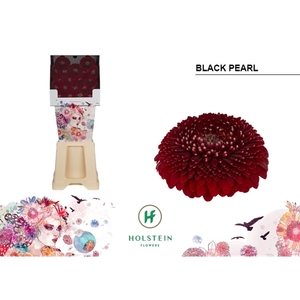 Ge Mi Pomponi Black Pearl Diamond Holstein