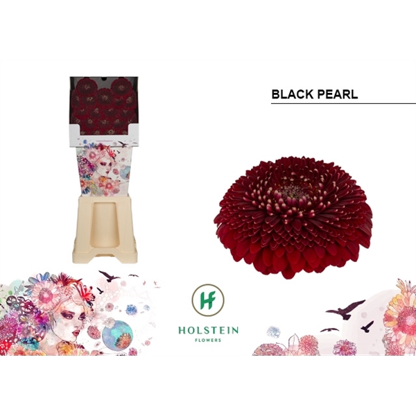 <h4>Ge Mi Pomponi Black Pearl Diamond Holstein</h4>