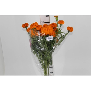 TAGETE MARIGOLD BONANZA DEEP ORANGE 070 CM