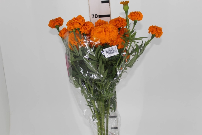 TAGETE MARIGOLD BONANZA DEEP ORANGE 070 CM