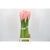 Zantedeschia Eydolls Salmon