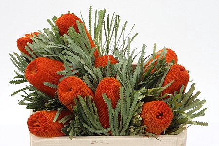 <h4>Banksia Hookeriana Orange</h4>