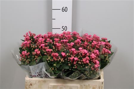 <h4>Bouvardia EN 'Royal Roza'</h4>