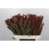 Leucadendron Safari Sunset Spray