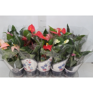 ANTHURIUM VARIADO P12
