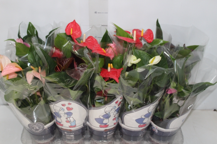 <h4>ANTHURIUM VARIADO P12</h4>