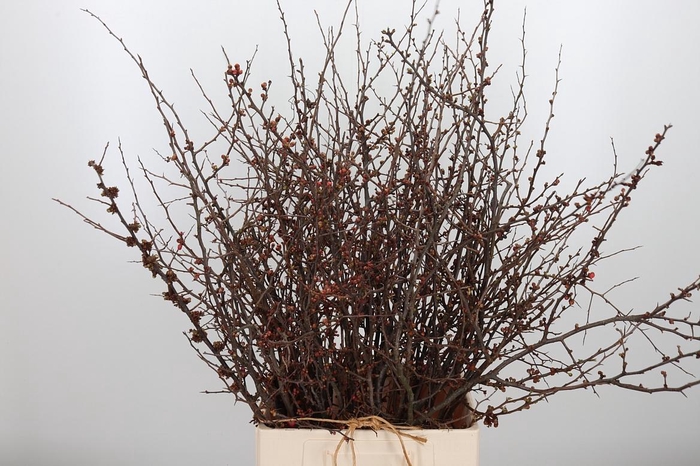 <h4>Chaenomelis Superba</h4>