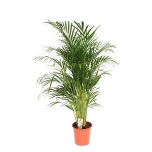 Areca P24 L140