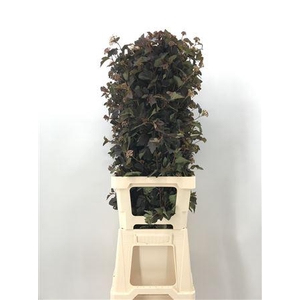 Physocar Op Diabolo 90 Cm Neutro