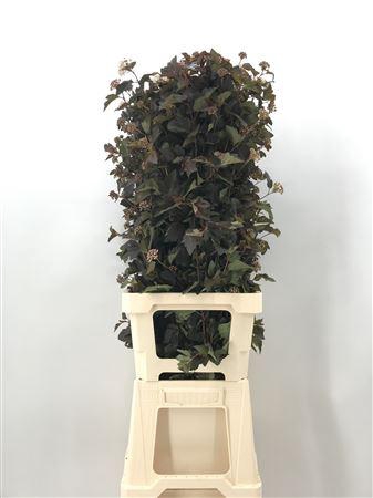 <h4>Physocar Op Diabolo 90 Cm Neutro</h4>