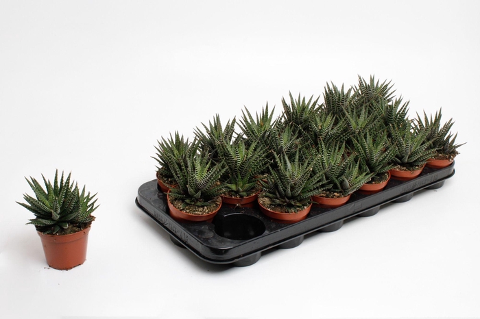 <h4>Haworthia Fasciata</h4>