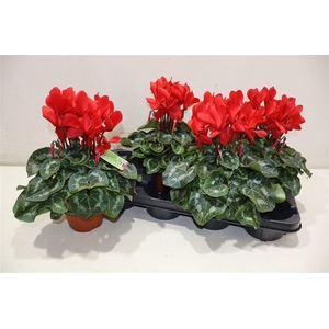 Cycl Md Sup Macro Red