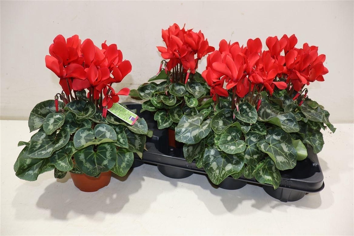 <h4>Cycl Md Sup Macro Red</h4>