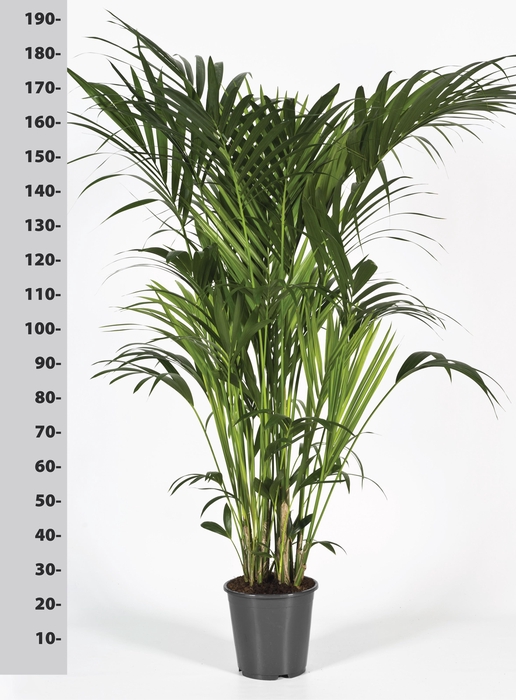 <h4>HOWEA FORSTERIANA</h4>